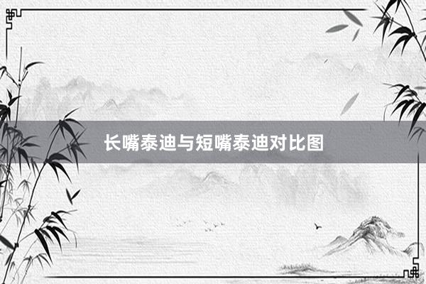 长嘴泰迪与短嘴泰迪对比图